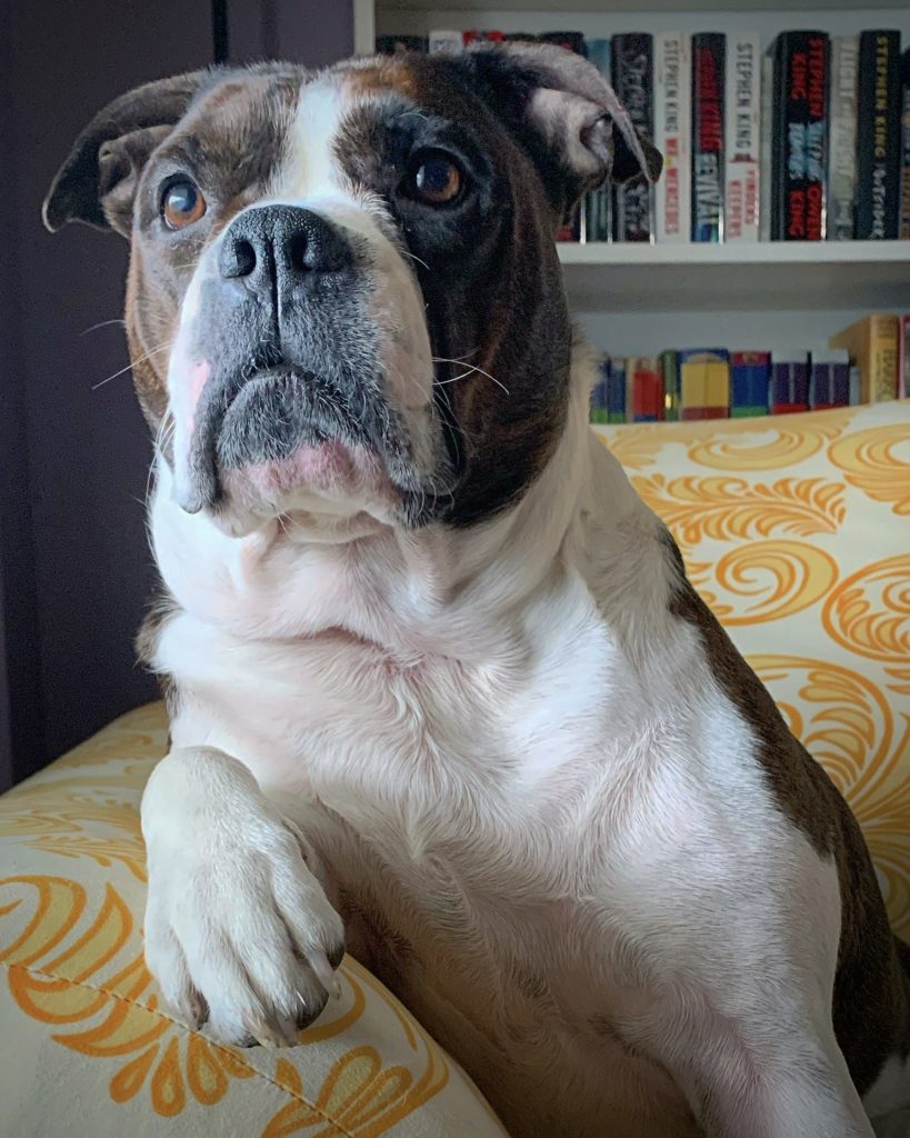A bulldog named Violet who is sitting on a couch with her front paw on the armrest. The background is a bookshelf.